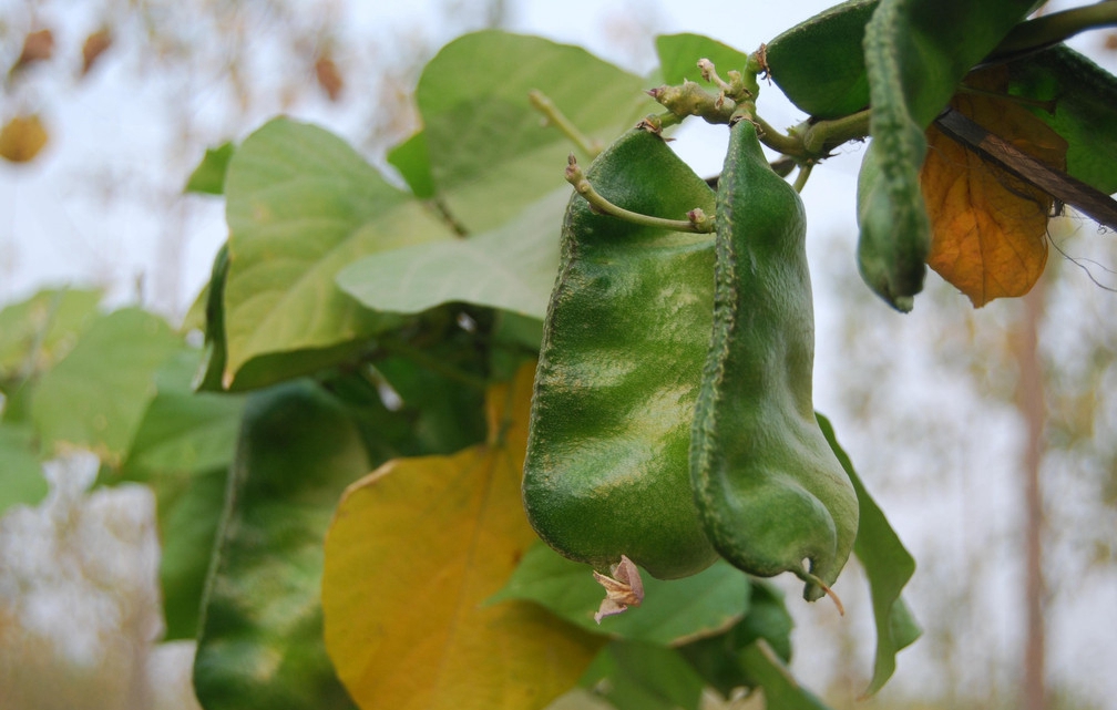  p>扁豆(学名: i>lablab purpureus /i> (linn.