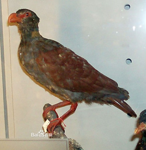  p>齿嘴鸠(学名:didunculus strigirostris)仅1属1种,下颌骨具两个"