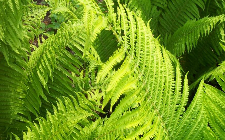  p>光叶蕨(学名: i>cystoathyrium chinense /i> ching)是 a target="