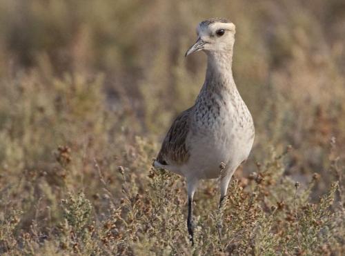 6yea2">黄颊麦鸡( i>vanellus gregarius /i>):鸻科,麦鸡属的一种鸟类