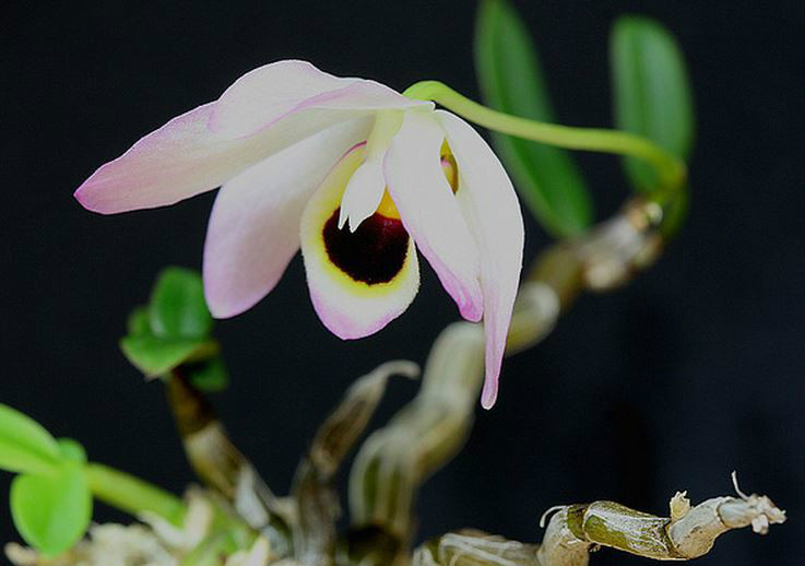  p>曲茎石斛(学名: i>dendrobium flexicaule /i>  z. h. tsi, s. c.