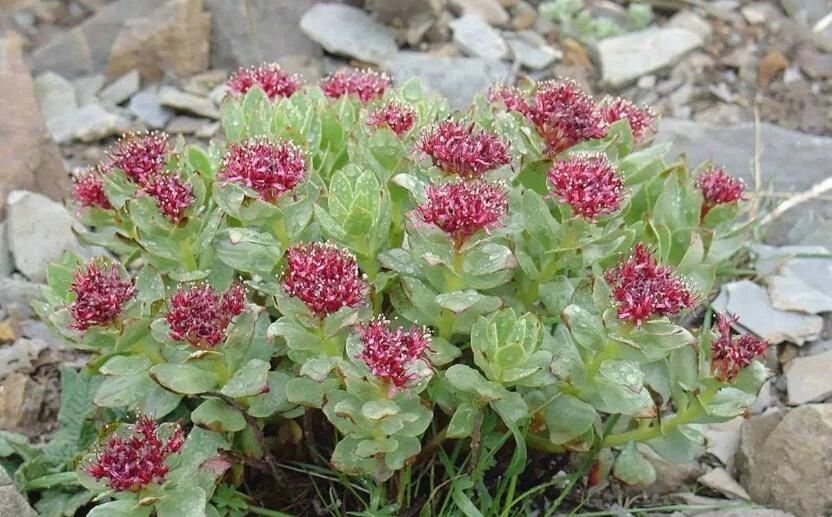  p>大果红景天(学名:rhodiola macrocarpa)为 a target="_blank" href