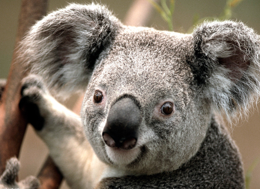  p> b>考拉宝宝(koalababy) /b>是澳大利亚 jasmin(简诗美)护肤品有限