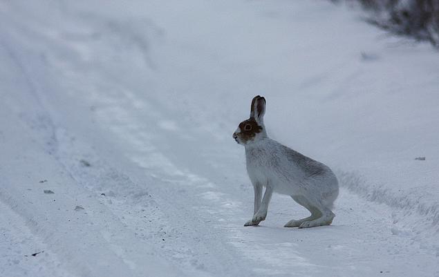  p>雪兔(拉丁学名: i>lepus timidus /i>),是寒带,亚寒带代表动物之一