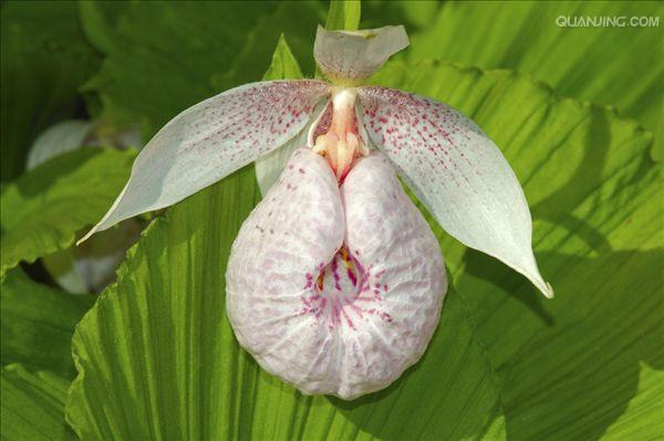 cypripedium segawai masamune