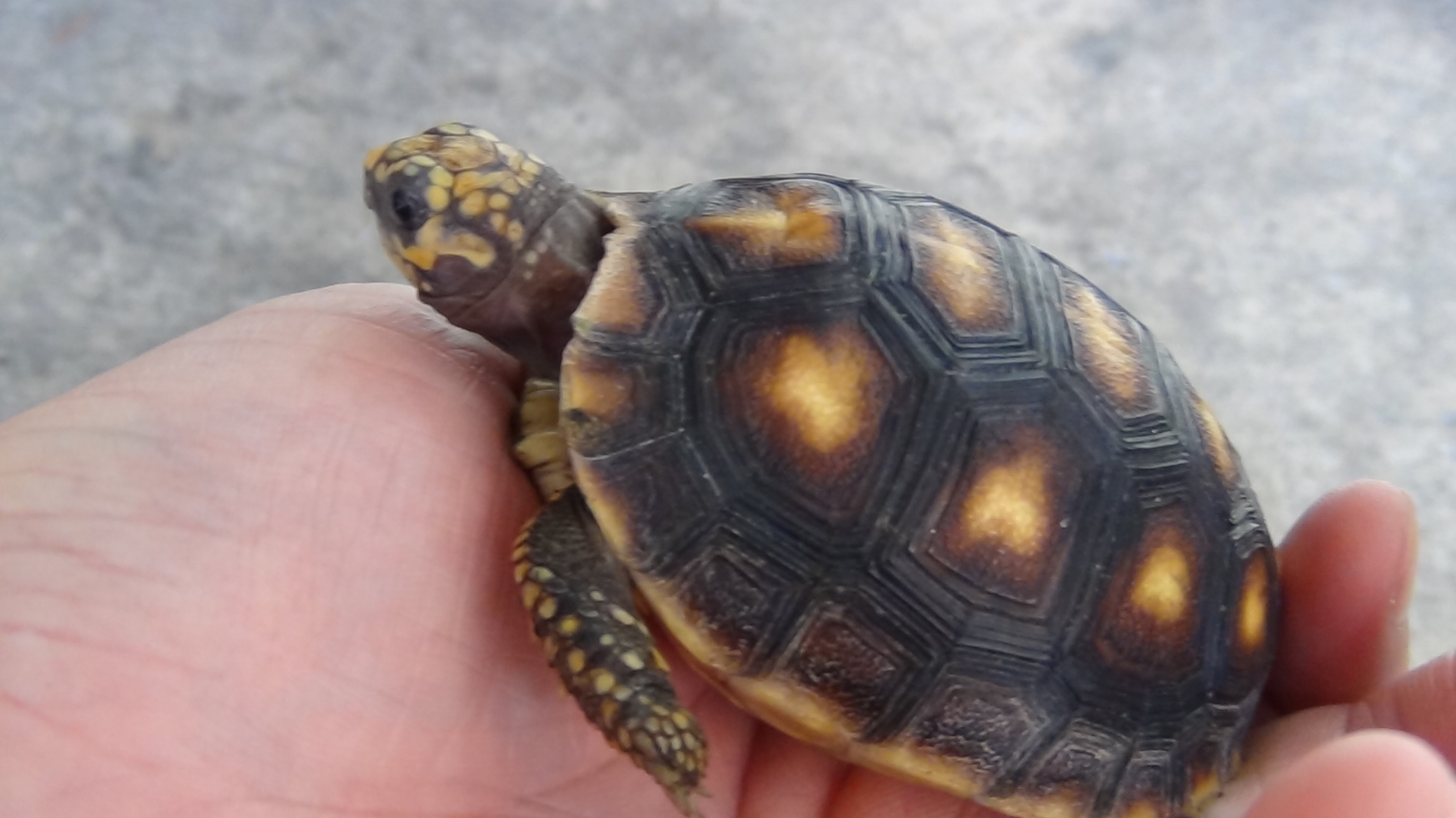  p>红腿陆龟(学名: i>geochelone carbonaria /i>), a target="_blank