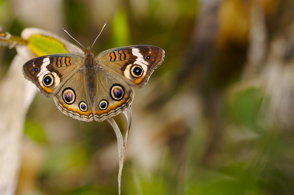 有时, a target="_blank" href="/item/线蛱蝶亚科/10619602" data