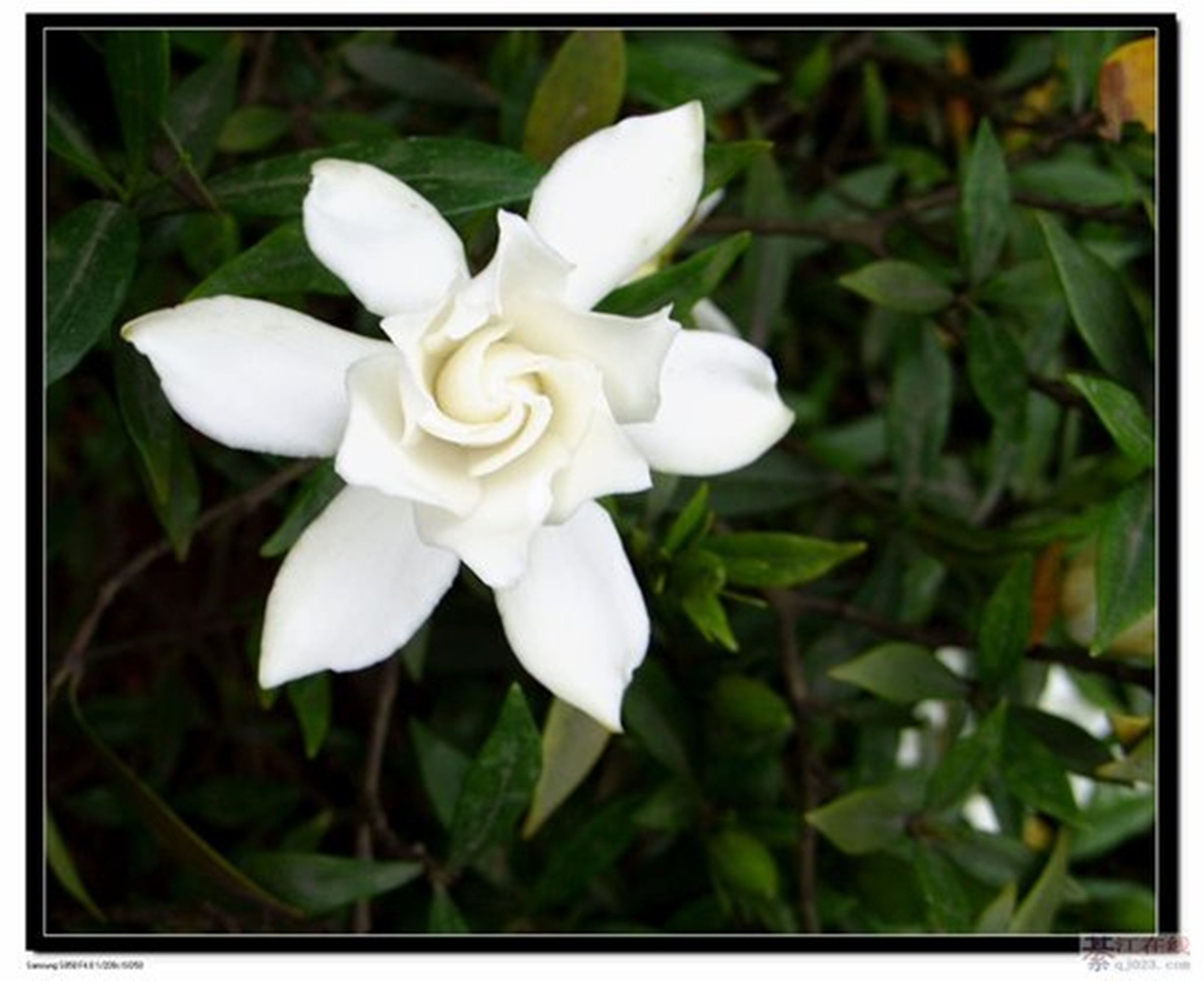  p>海栀子又名四季栀子,是 a href="#" data-lemmaid="6772270">茜草