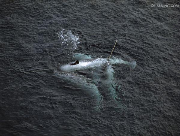  p>一角鲸(学名: i>monodon monoceros /i>)体长一般在4到5米(不包括