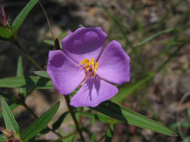  p> b>头序金锦香 /b>(学名: i>osbeckia capitata /i>)是 a target="