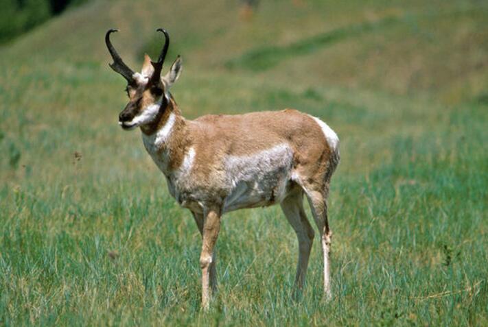 叉角羚半岛亚种