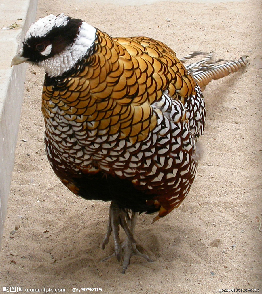  p>白冠长尾雉(学名: i>syrmaticus reevesii /i>)属于鸡形目,雉科,是