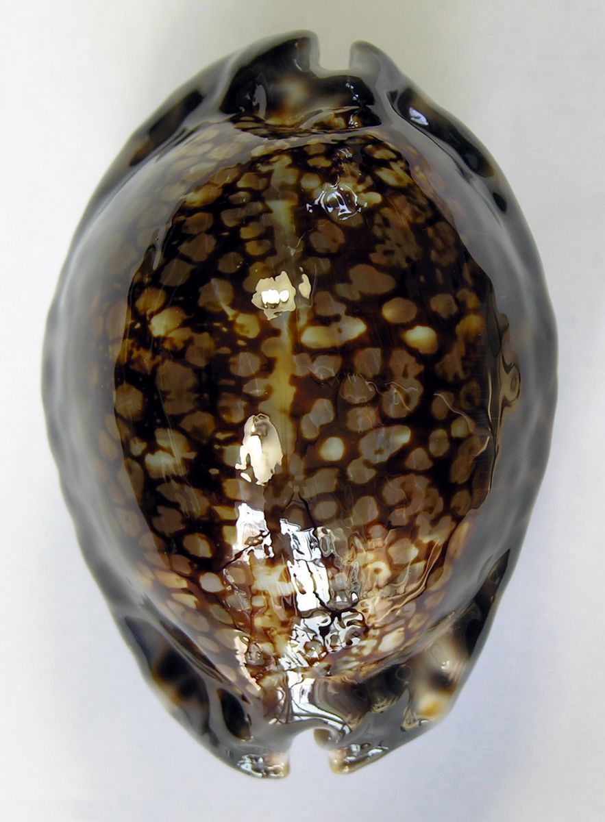  p>南太平洋宝螺(学名:contradusta bregeriana bre