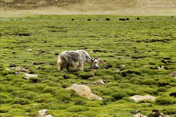 青藏高原牦牛