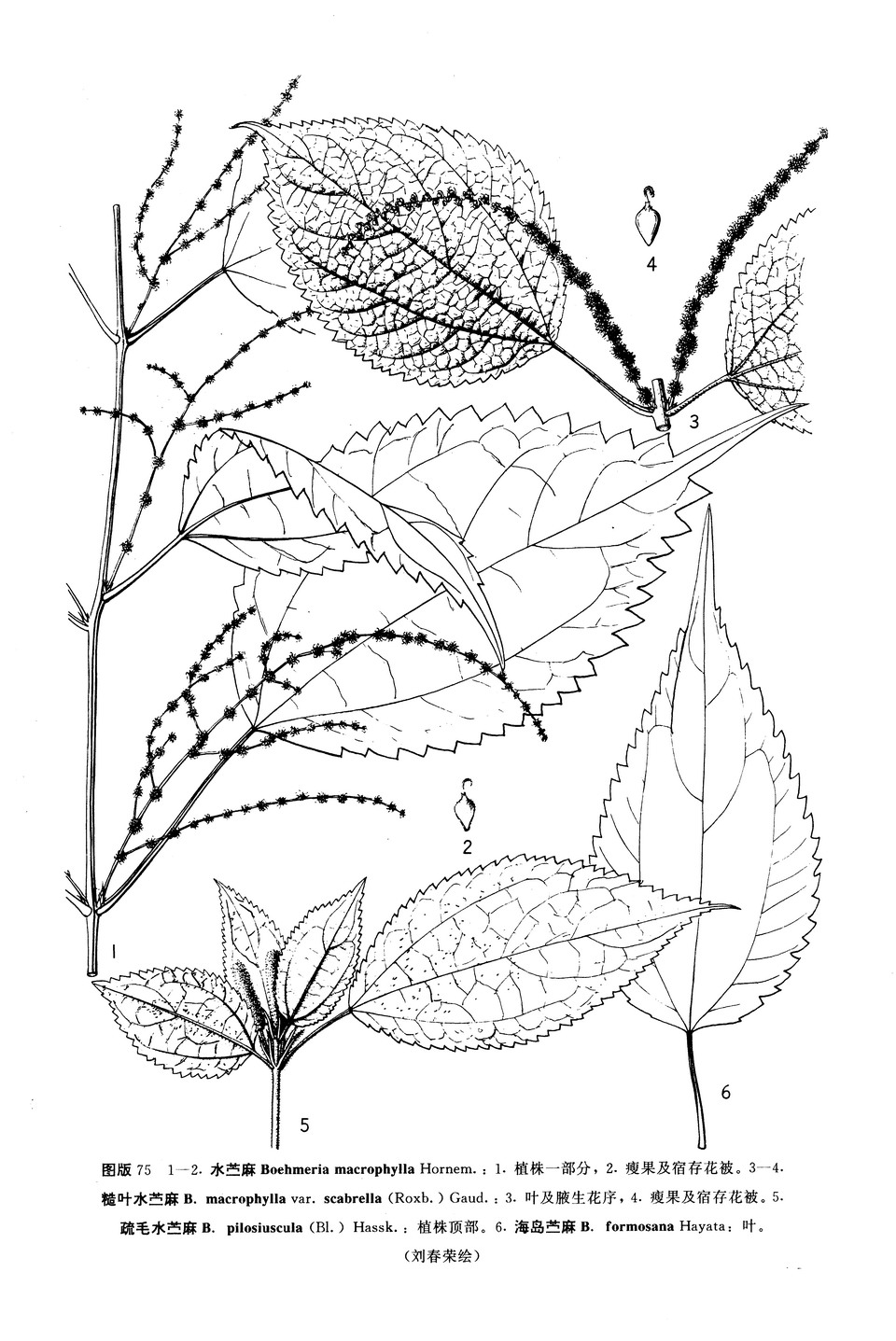  p>海岛苎麻(学名: i>boehmeria formosana /i> hayata)是 a target="