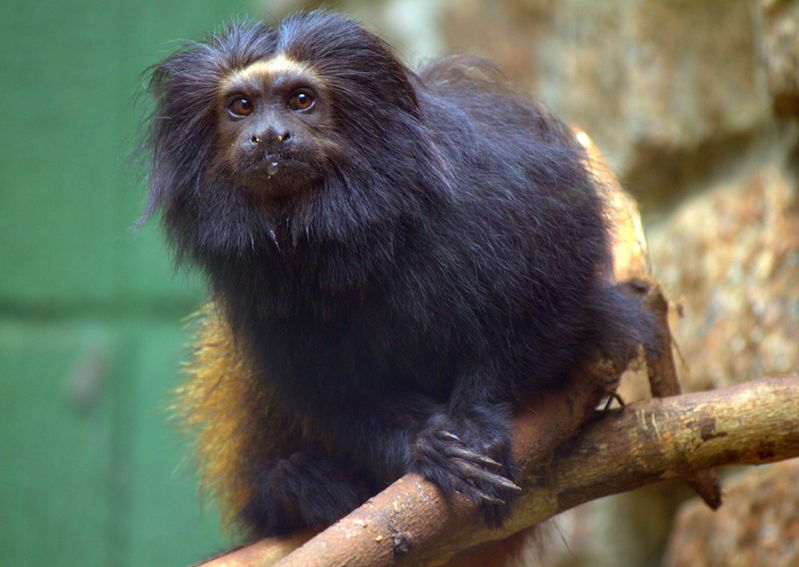  p>黑狮面狨(学名: i>leontopithecus chrysopygus /i>):头体长可达22