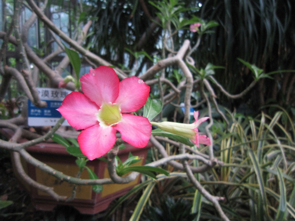 紫雀花属( a target="_blank" href="/item/学名/8074290" data