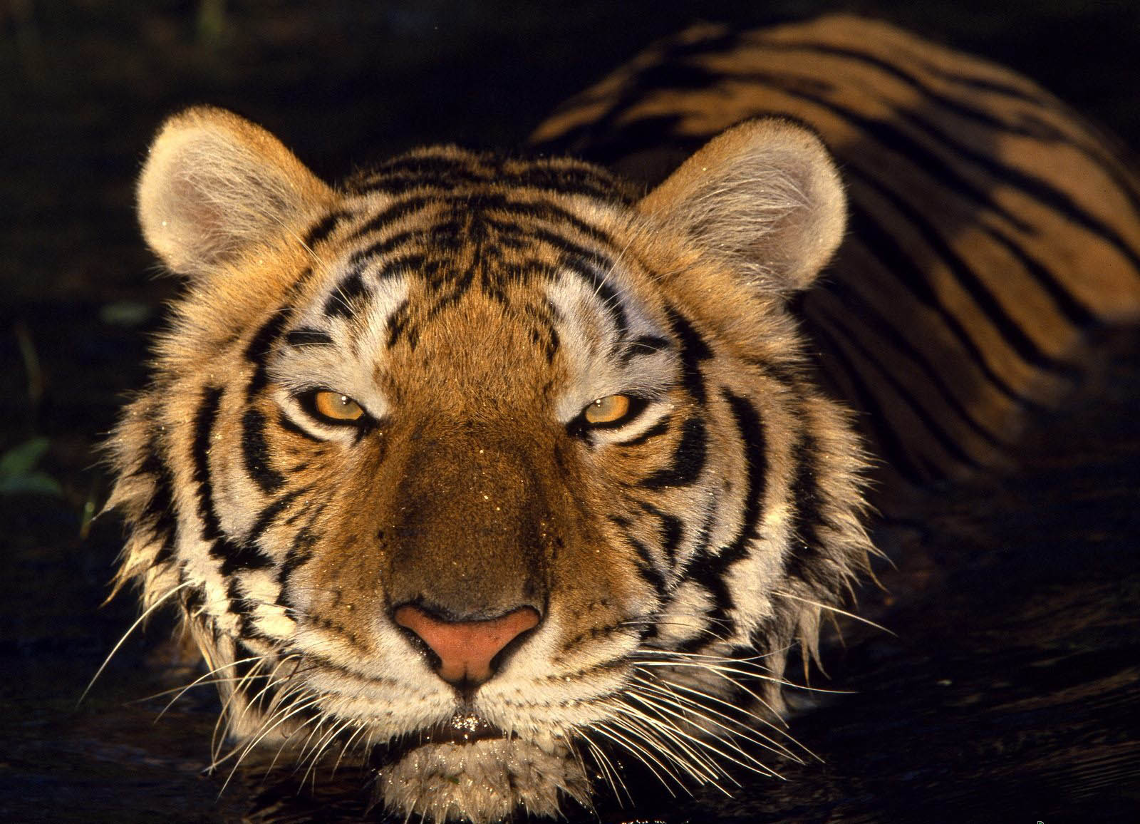  p>华南虎 (拉丁学名: i>panthera tigris amoyensis /i> )是中国特有