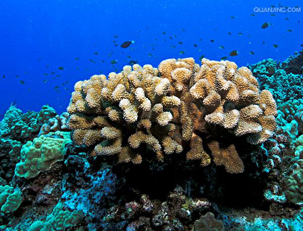 珊瑚 /a>目的 a href="#" data-lemmaid="216062">动物 /a>形成的一种