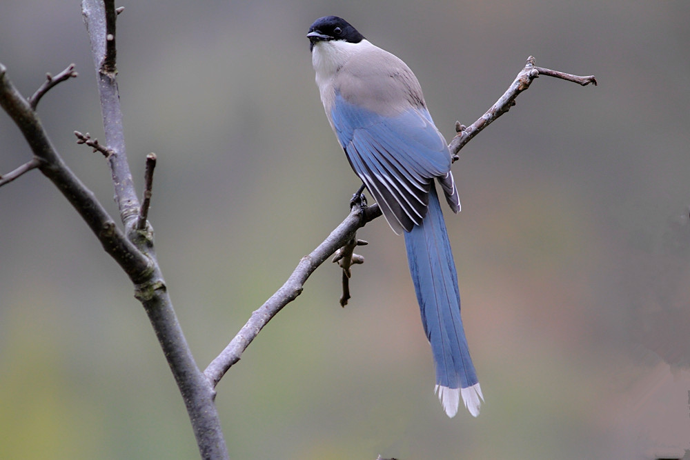  p>灰喜鹊高丽亚种是一种中型 a href="#" data-lemmaid="278334">