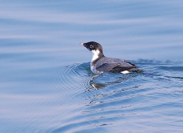  p>扁嘴海雀(学名: i>synthliboramphus antiquus /i>)全长约25厘米.