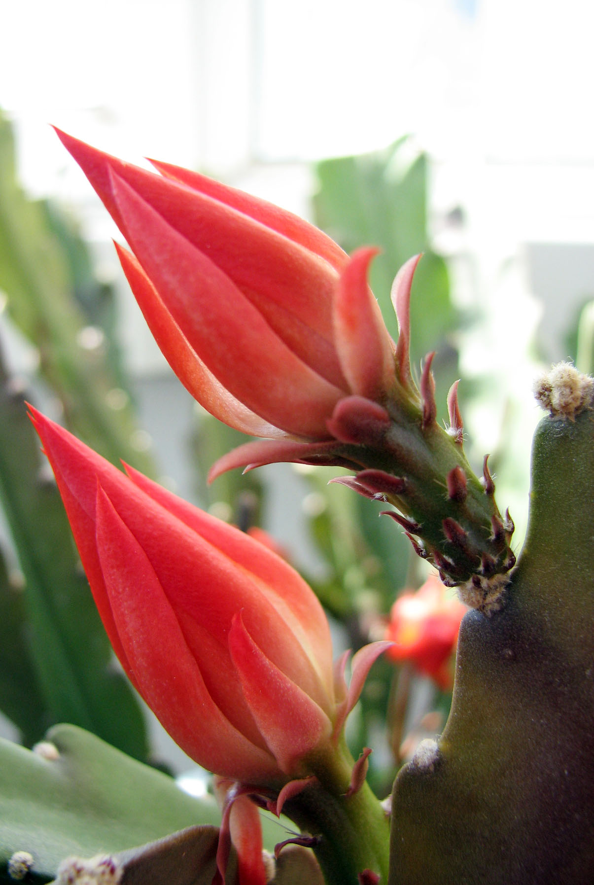 href="#">生类 /a>植物,因其茎扁平呈披针形,形似令箭,花似 a href="