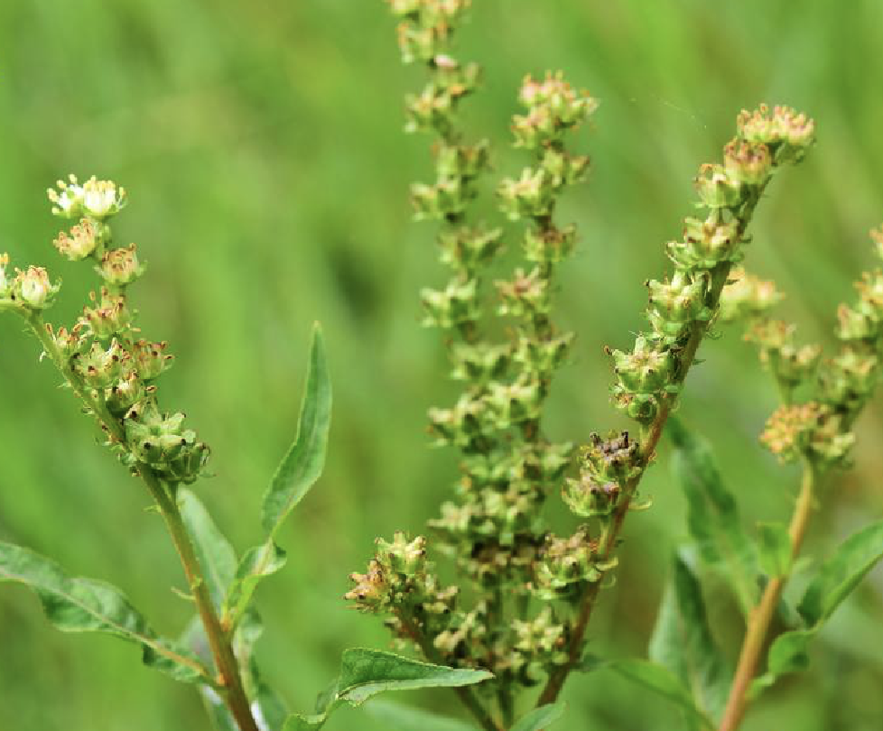  p>扯根菜(学名: i>penthorum chinense /i> pursh)是指虎耳草科扯根