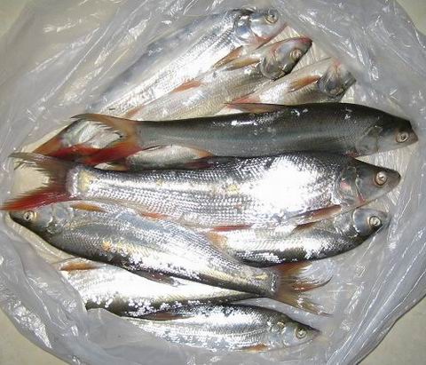  p>红尾鱼,俗称: a target="_blank" href="/item/红尾巴梢">红尾巴梢