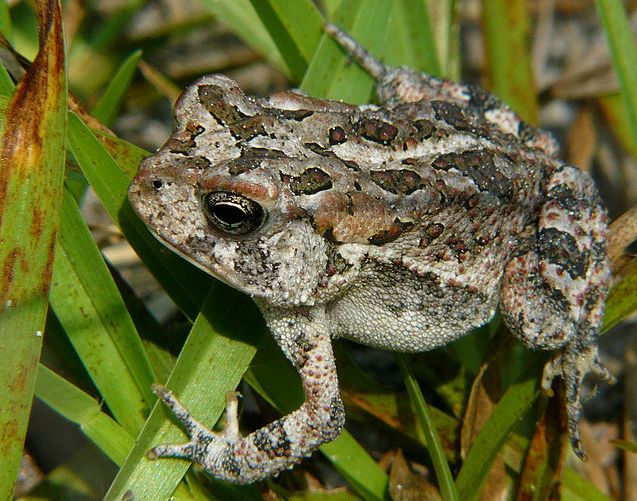  p>美国南部蟾蜍(学名: i>bofo terrestris /i>)体型短粗,背面皮肤上