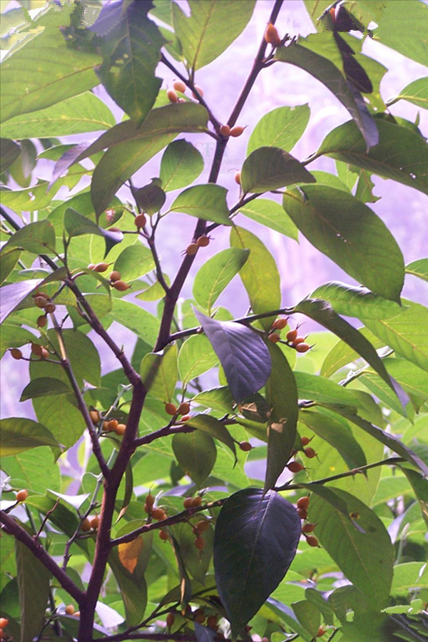  p>白颜树(学名: i>gironniera subaequalis /i> planch.