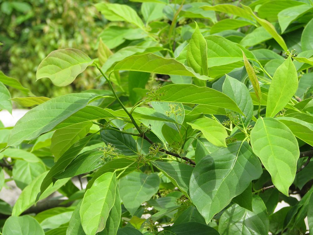  p>蓝果树属(学名:nyssa gronov. ex linn.)是蓝果树科一属.