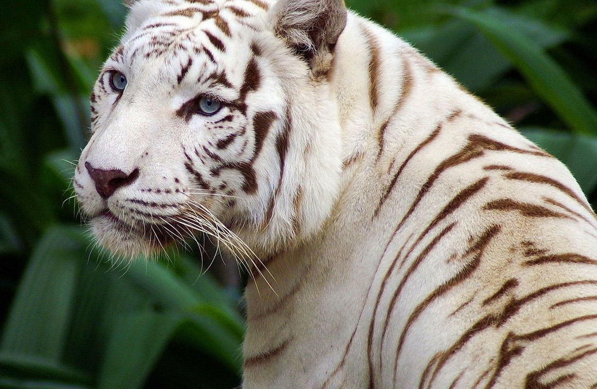 panthera tigris ssp.tigris (white)