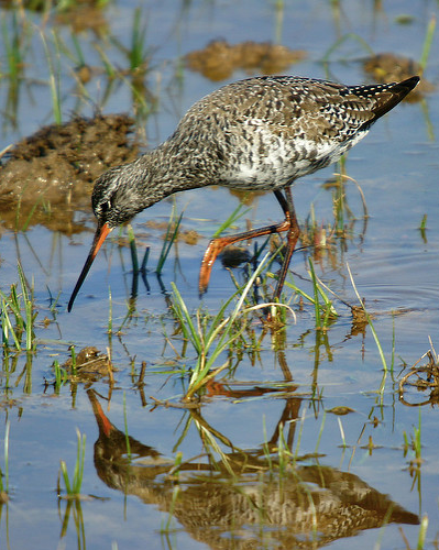 tringa erythropus (pallas)