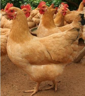  p>天长三黄鸡属中型肉蛋兼用型鸡种,主产于安徽