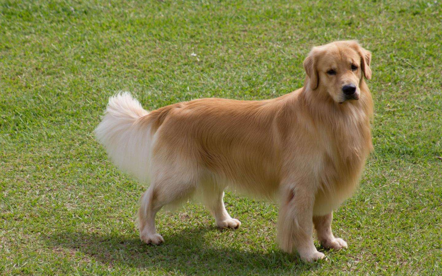  p>金毛寻回犬(golden retriever)是单猎犬,比较流行的狗的品种.