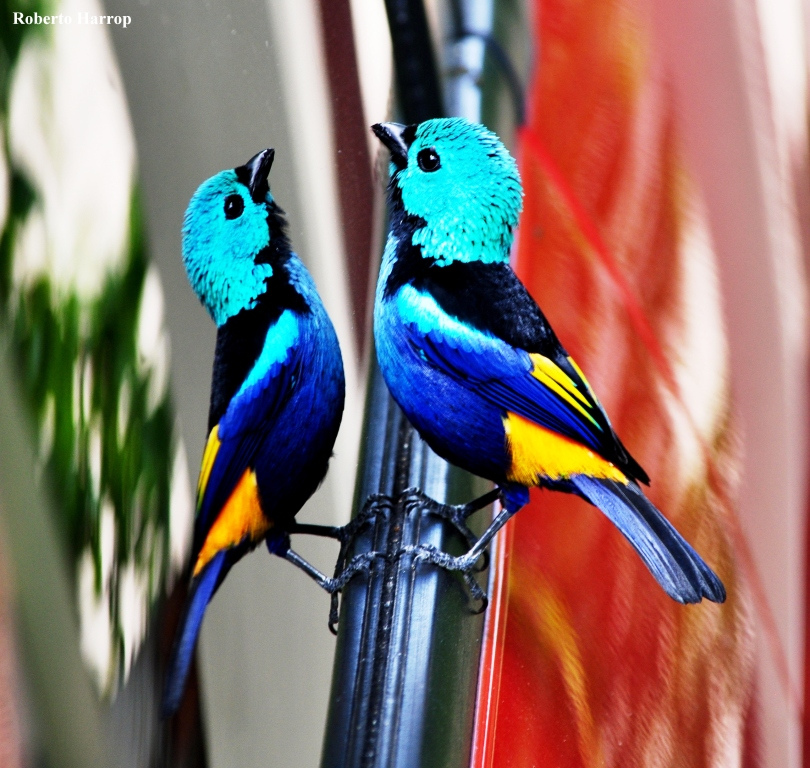  p>七彩唐加拉雀(学名: i>tangara fastuosa /i>)长约13.5厘米.