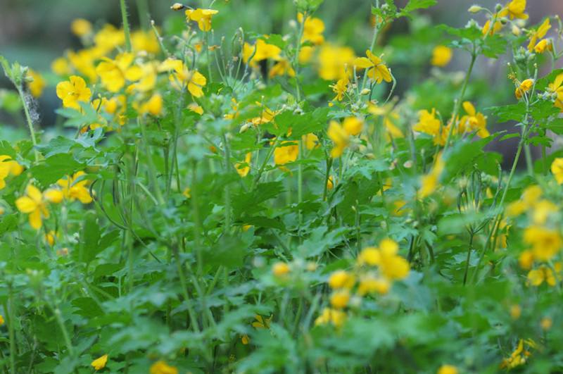cheng)是毛茛科黄连属植物,多年生草本,根状茎黄色,圆柱形,极少分歧