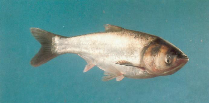 鲢鳙图片 全网资源