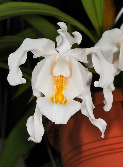  p>贝母兰(学名: i>coelogyne cristata /i>  lindl.