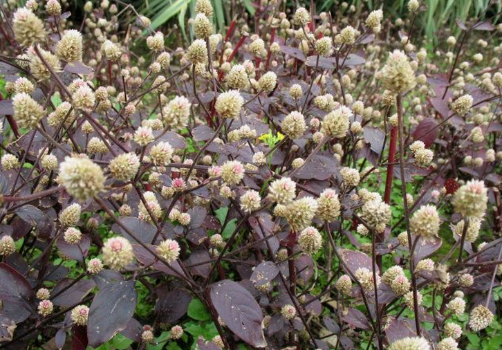  p>紫杯苋是多年生草本,高15-20厘米,叶对生,叶色紫红至紫黑色,极为