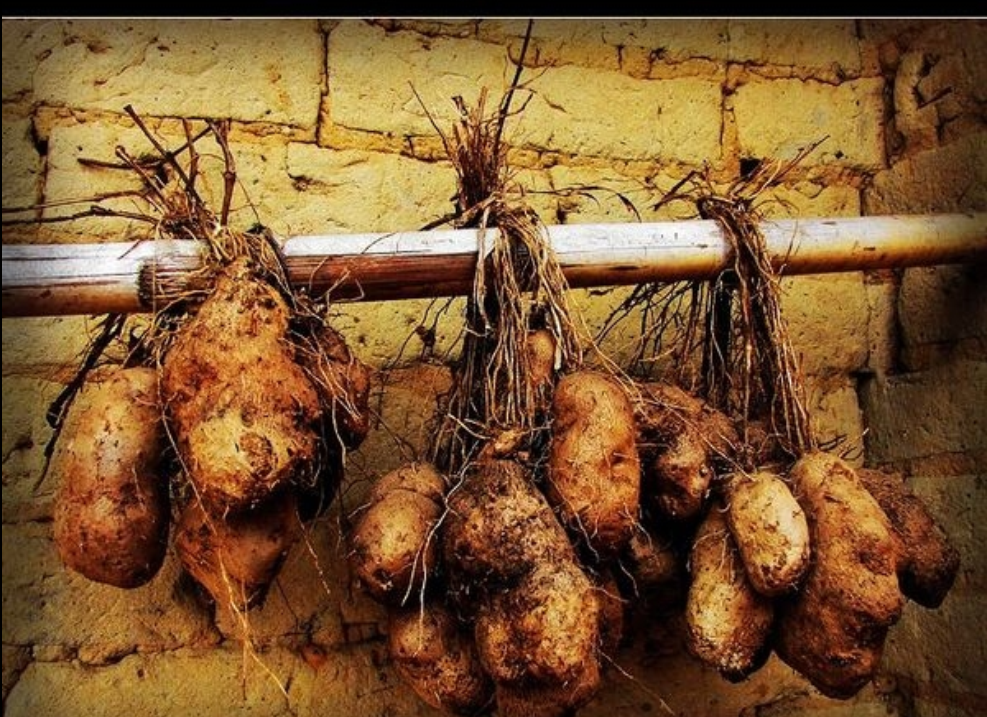  p>毛薯,中药名.为薯蓣科薯蓣属植物参薯 i>dioscorea alata /i> l.