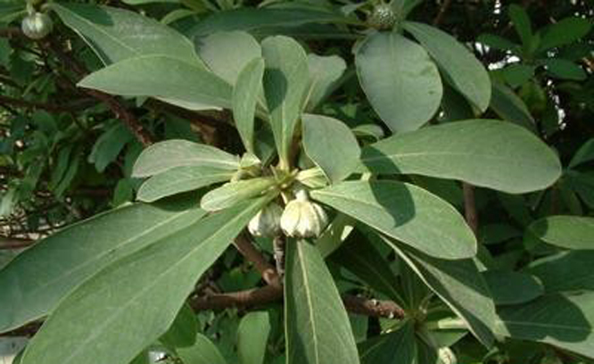  p>白结香(拉丁文名:edgeworthia albiflora nakai) 为 a target="