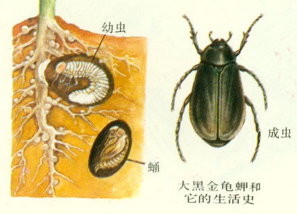 anomala corpulenta motschulsky
