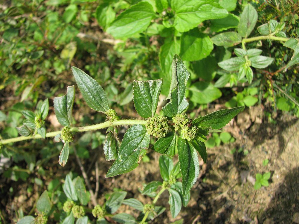 euphorbia hirta