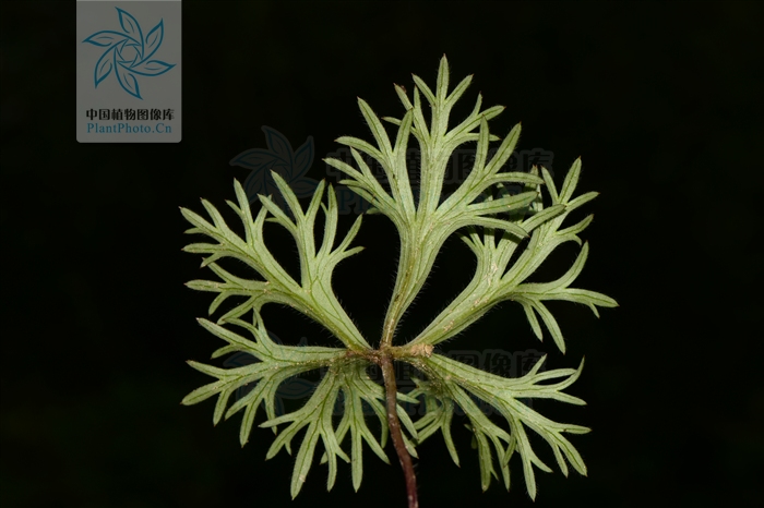  p>峨眉蓟草本植物,生长高度可达120厘米.