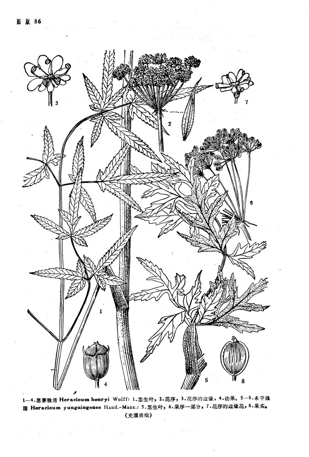  p> a href="#" data-lemmaid="8561231">思茅独活 /a>:多年生 a href