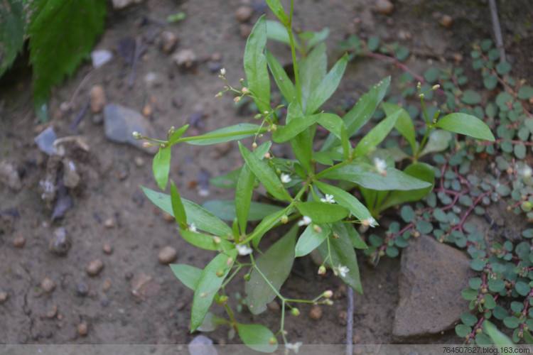  p>粟米草科(molluginaceae), a target="_blank" href="/item/双子叶