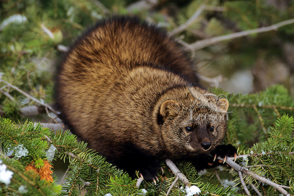  p>渔貂(学名: i>martes pennanti /i>):体型似 a target="_blank"