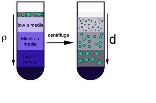  p>密度梯度离心(density gradient centrifugation) /p> p>用一定的