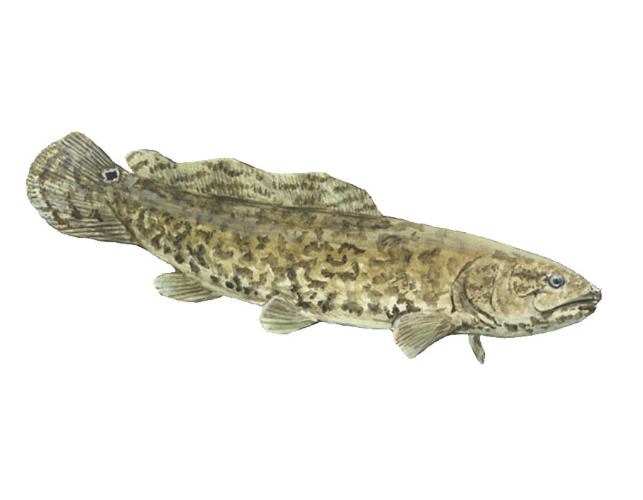  p>弓鳍鱼 amia calva 亦作grindle.